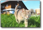 klicken sie um das Bild in Grossansicht anzuzeigen